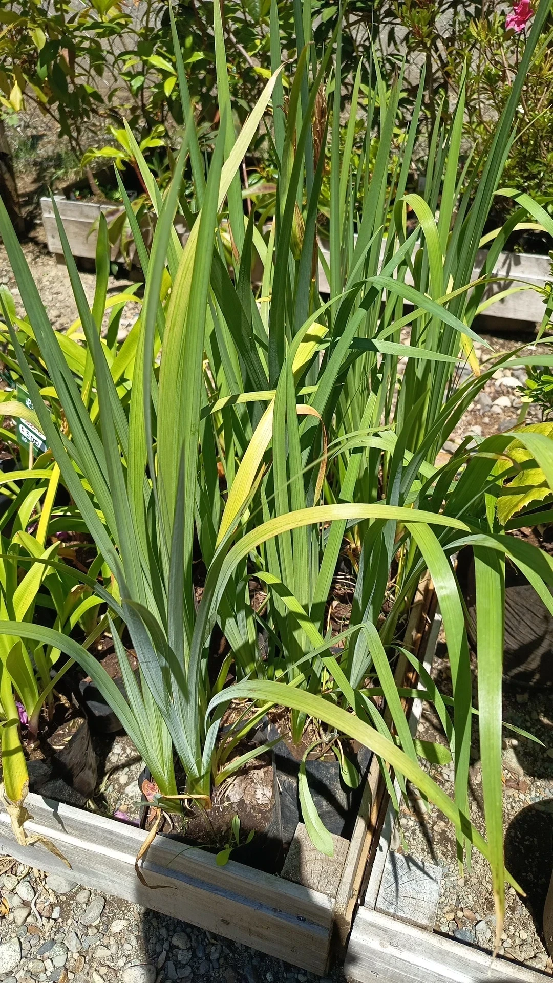 Lirio - Iris Pseudacorus