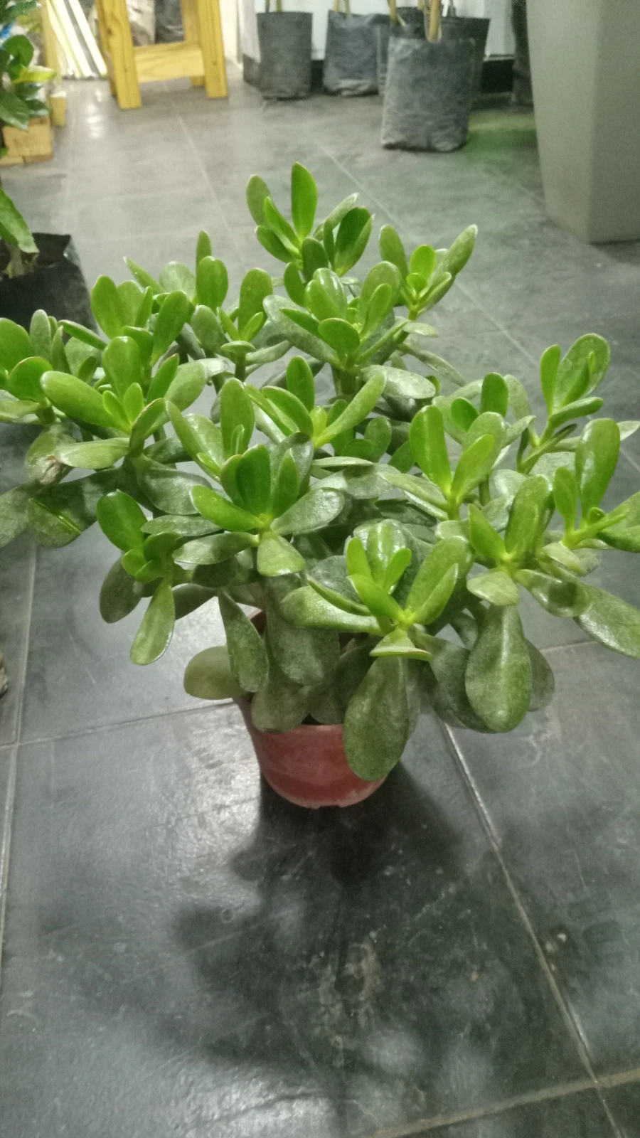 Arbol de Jade