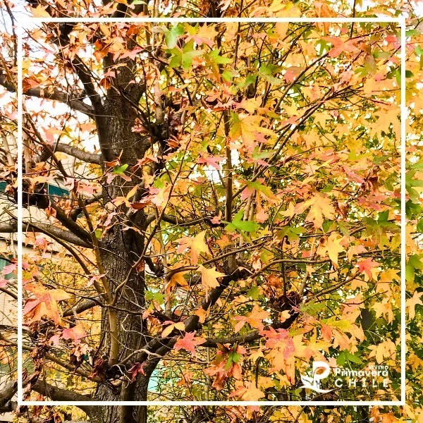 Liquidámbar (Liquidambar styraciflua)&nbsp; 3