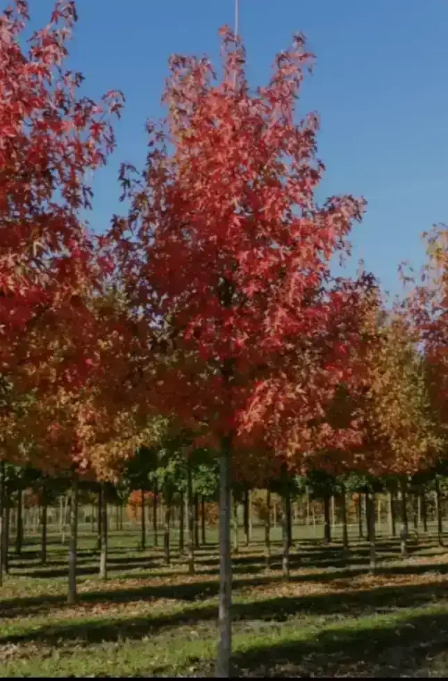 Liquidambar Grande 2