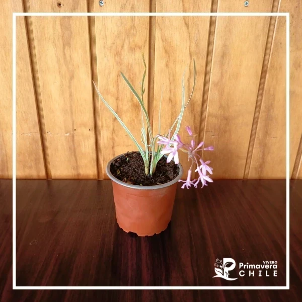&nbsp;Tulbaghia variegada