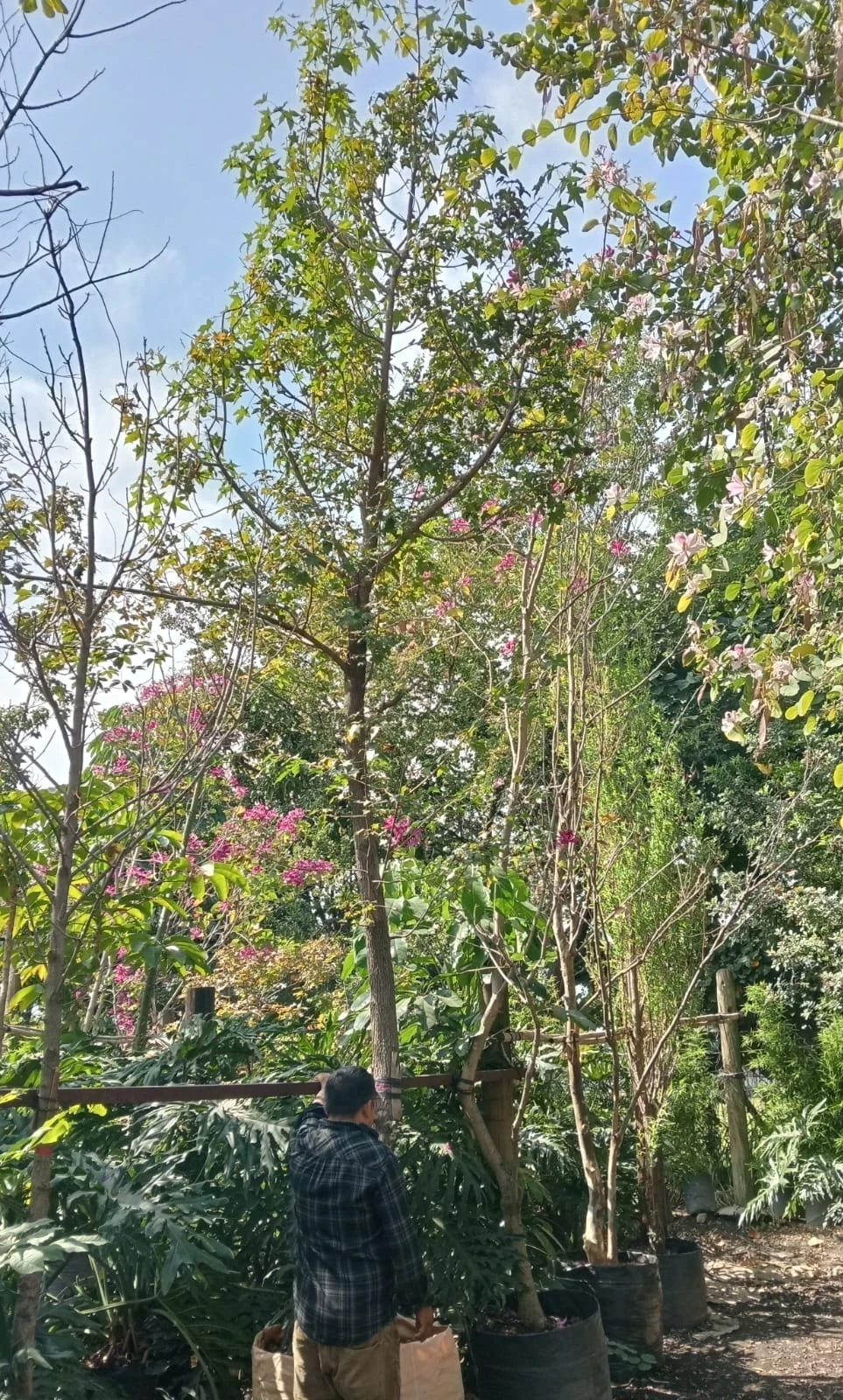 Liquidambar 1