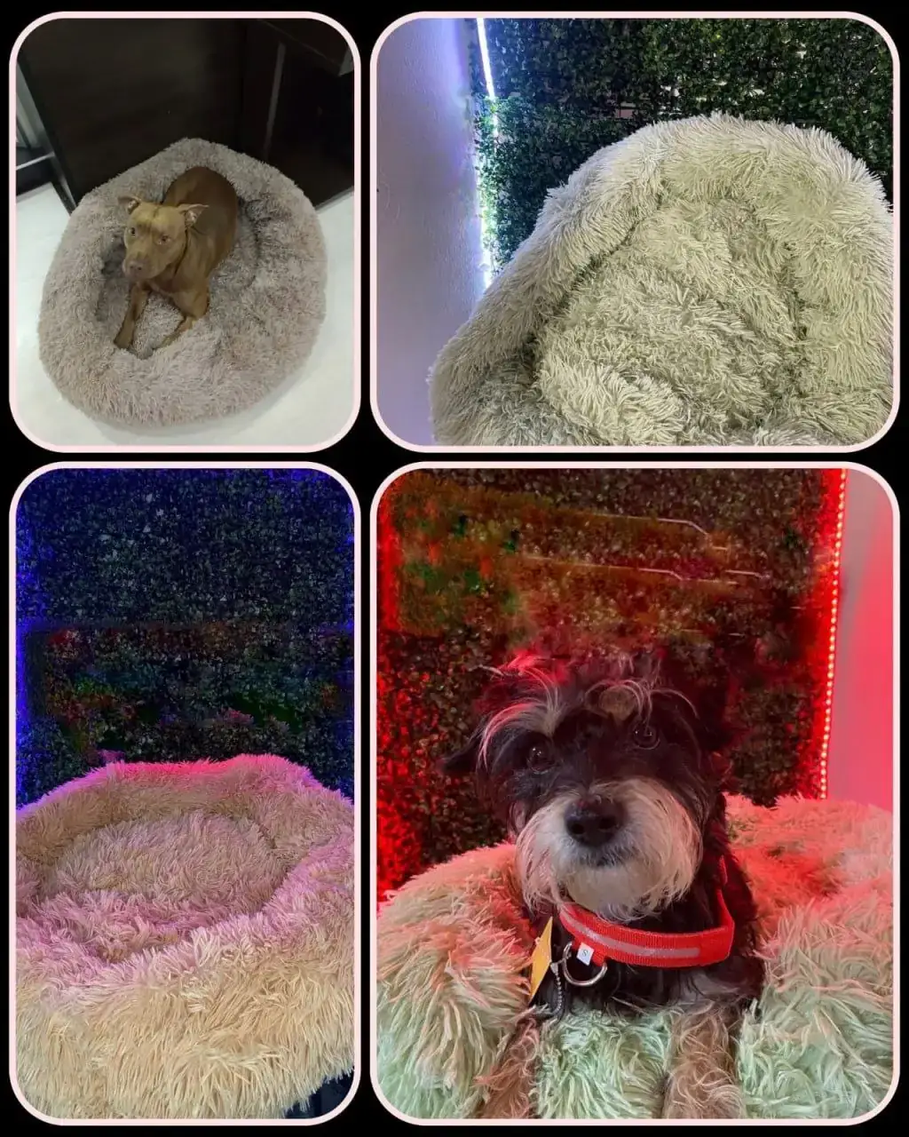 Cama Anti ansiedad Tipo Nido Para Mascotas Perro y Gato Talla M