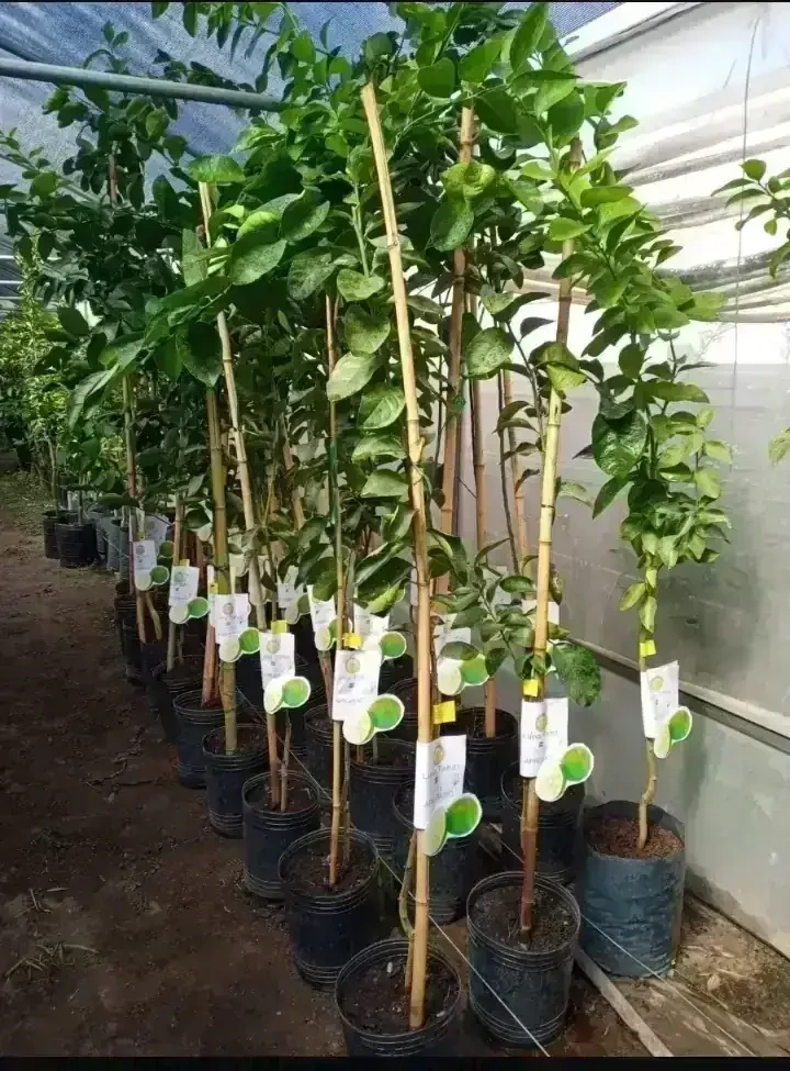 Lima Tahití Grande  2