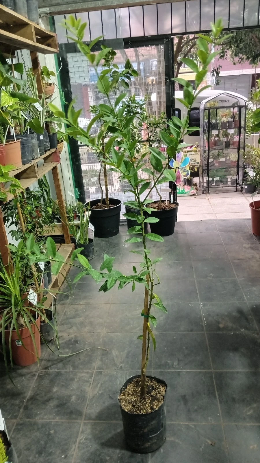 Limonero Sutil 4