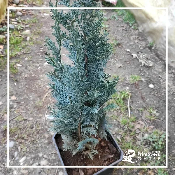 Ciprés de Lawson / Chamaecyparis Lawsoniana