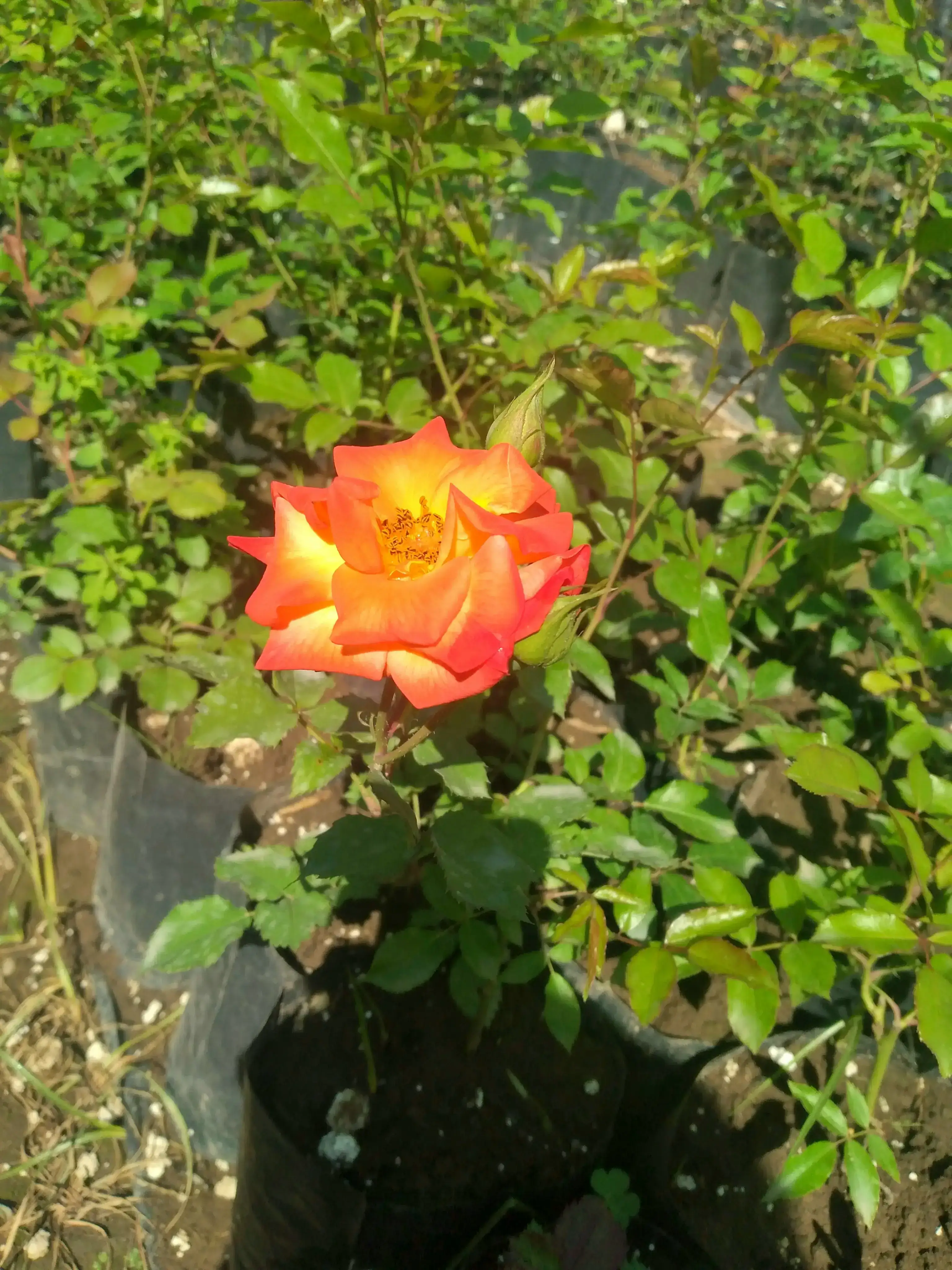 Rosas color