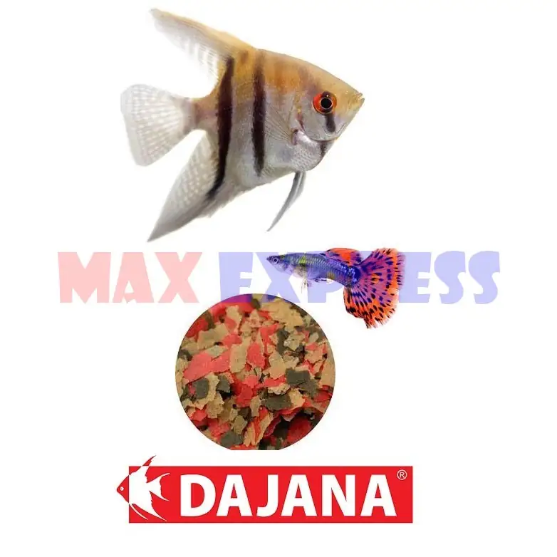 DAJANA BASIC COD. 1090 2