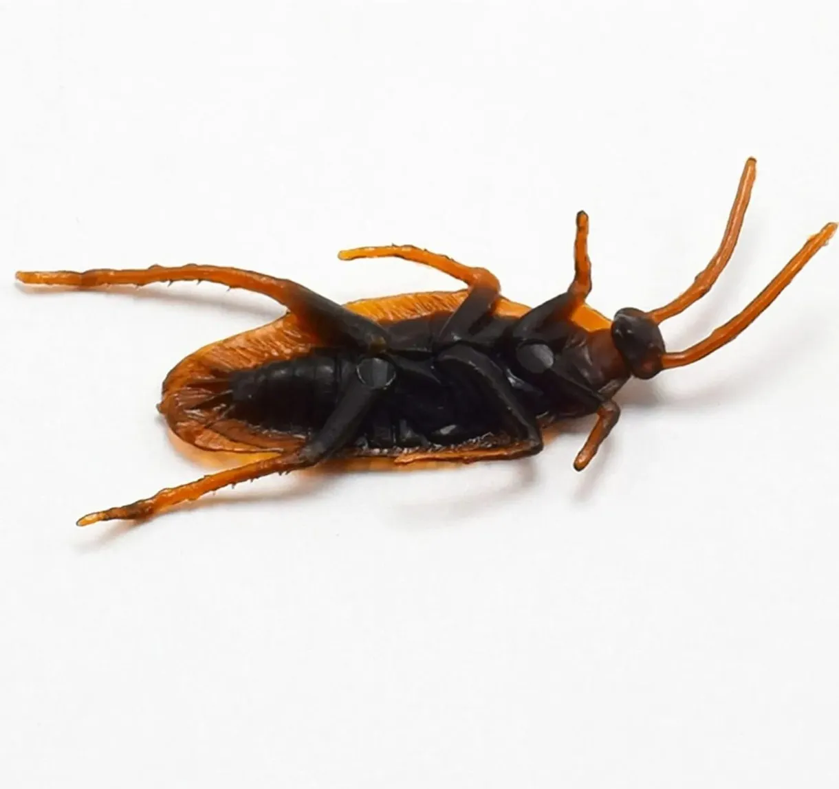 Cucaracha de goma 7cm aprox por 10 unidades  4