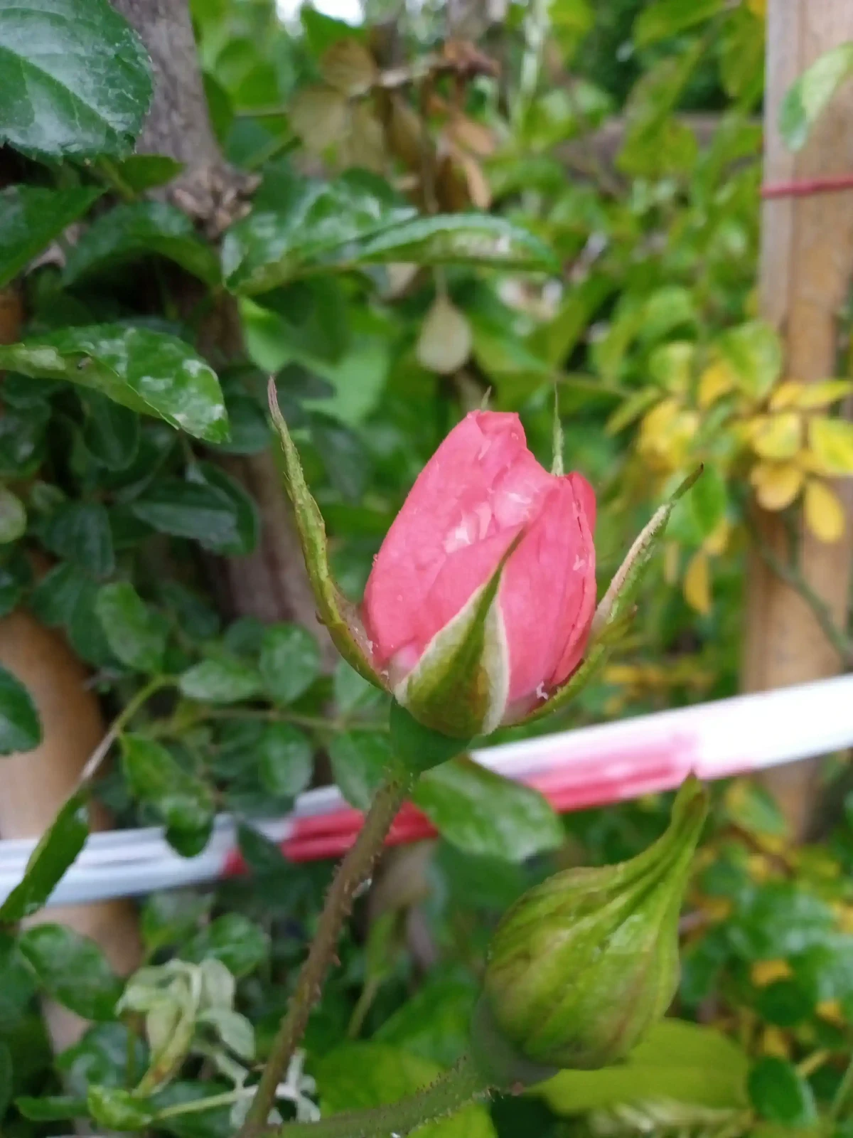 Rosa trepadora  7