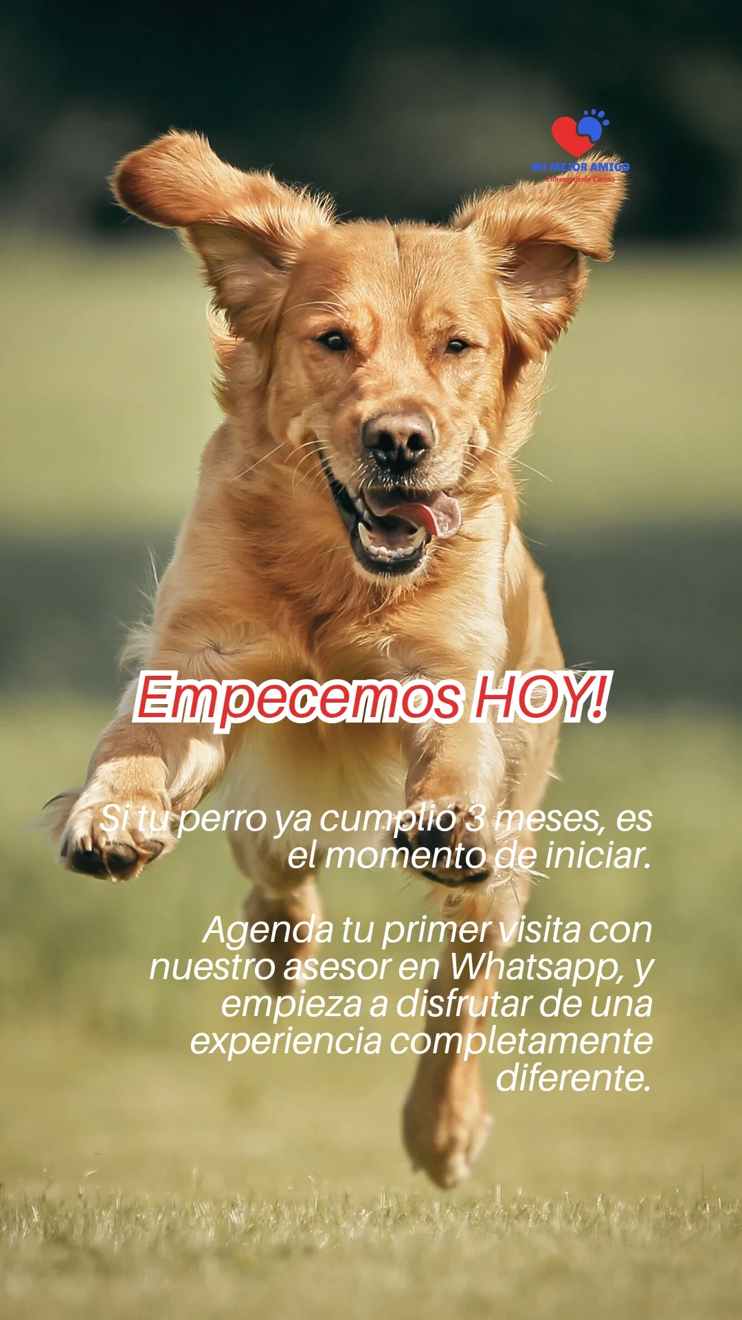 DOG GYM  7