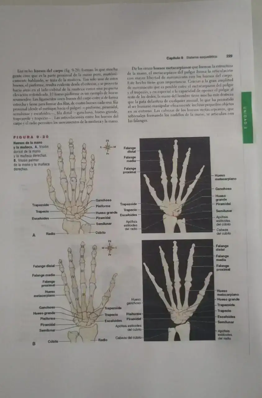 Anatomía Fisiología  3