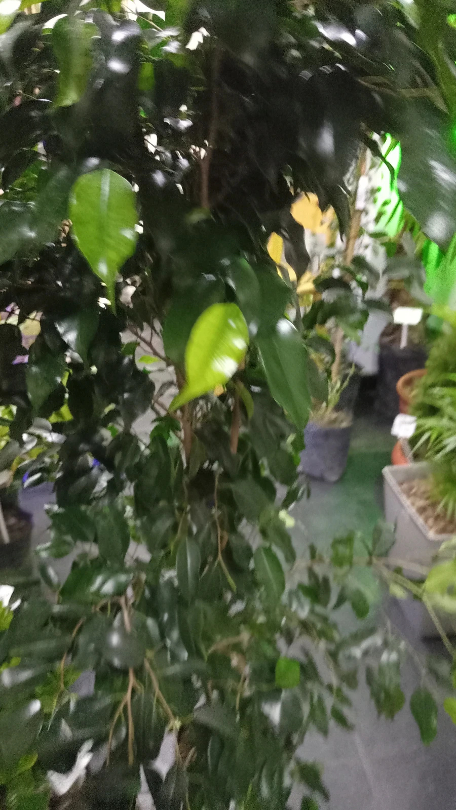 Ficus Arbol Grande 3
