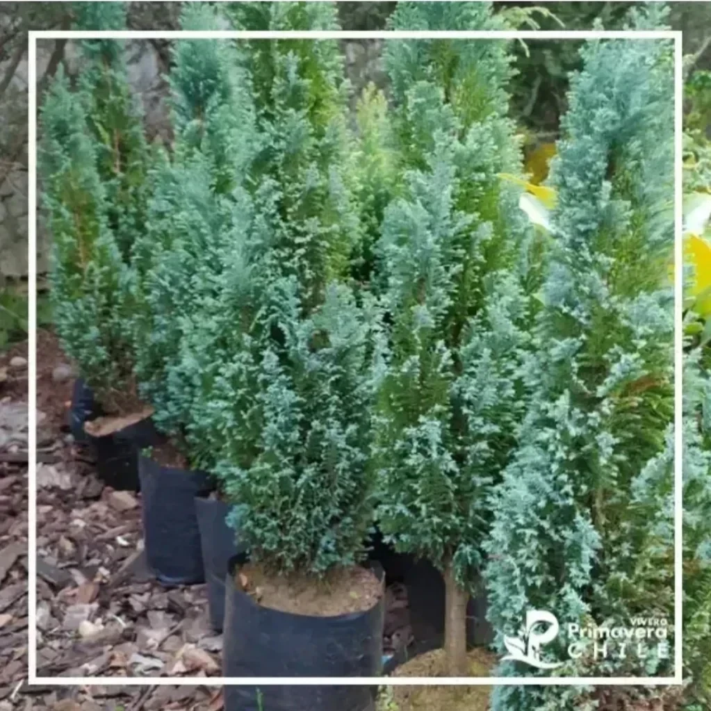 Pino Azul Elwoodii (Cupressus arizonica 'Elwoodii')