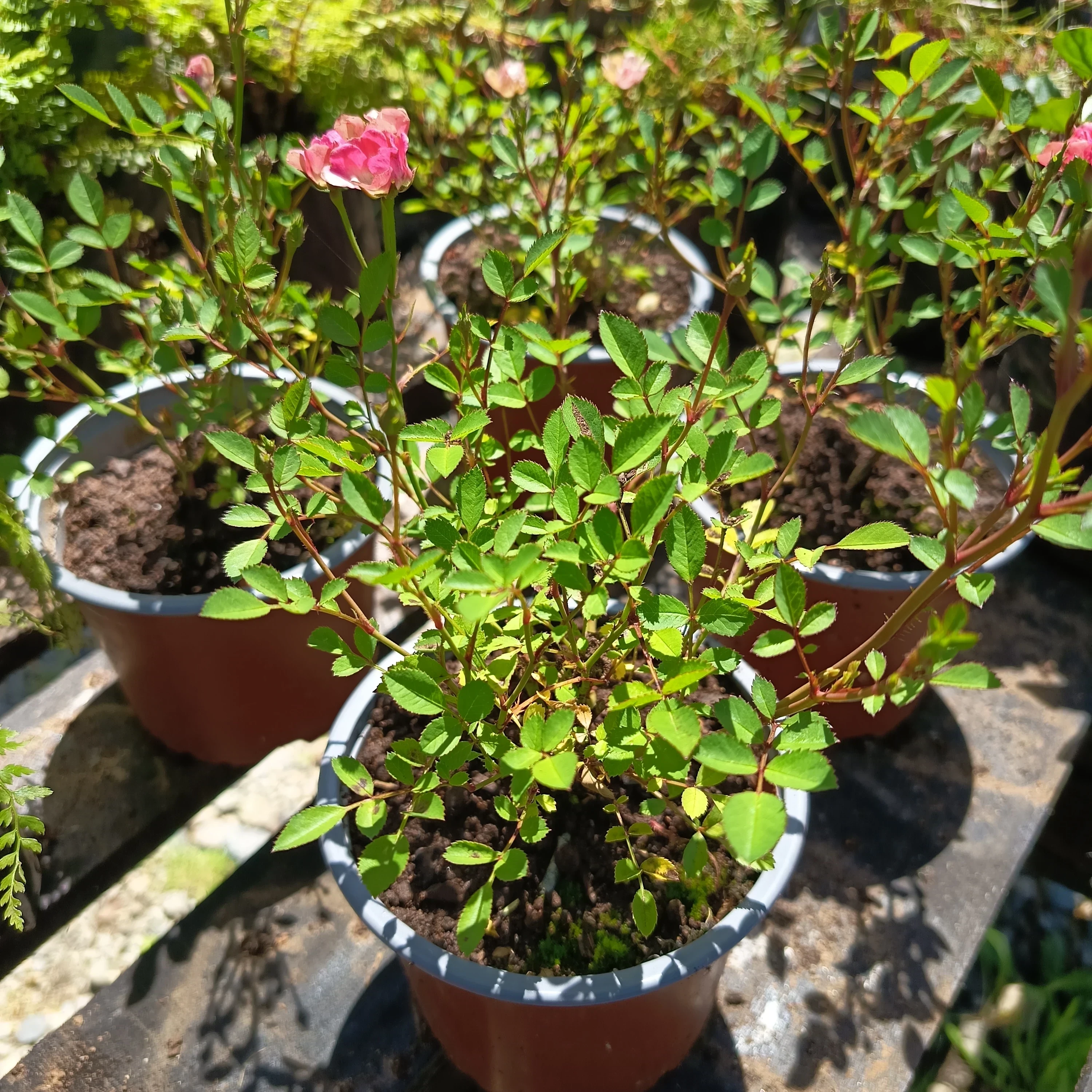 Rosas Mini