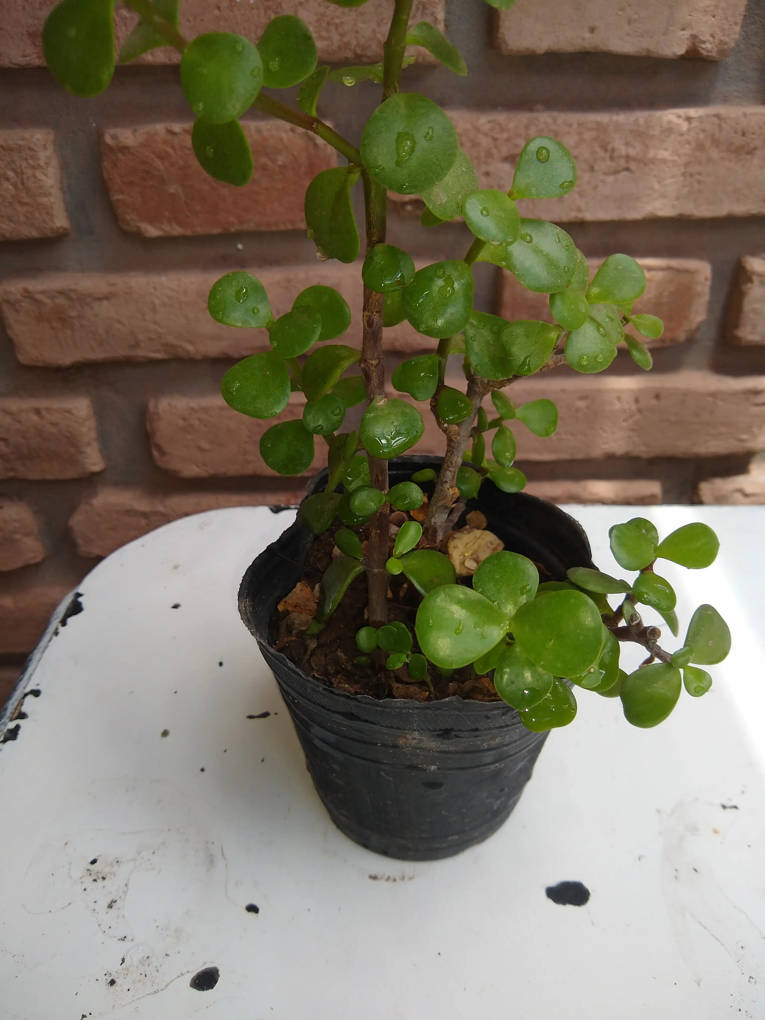 Arbol de la abundancia, monedita (Portulacaria Afra)