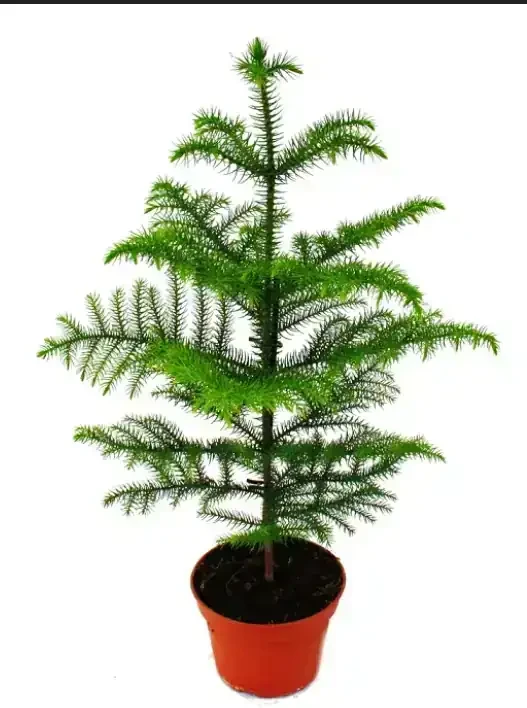 Araucaria Excelsa 