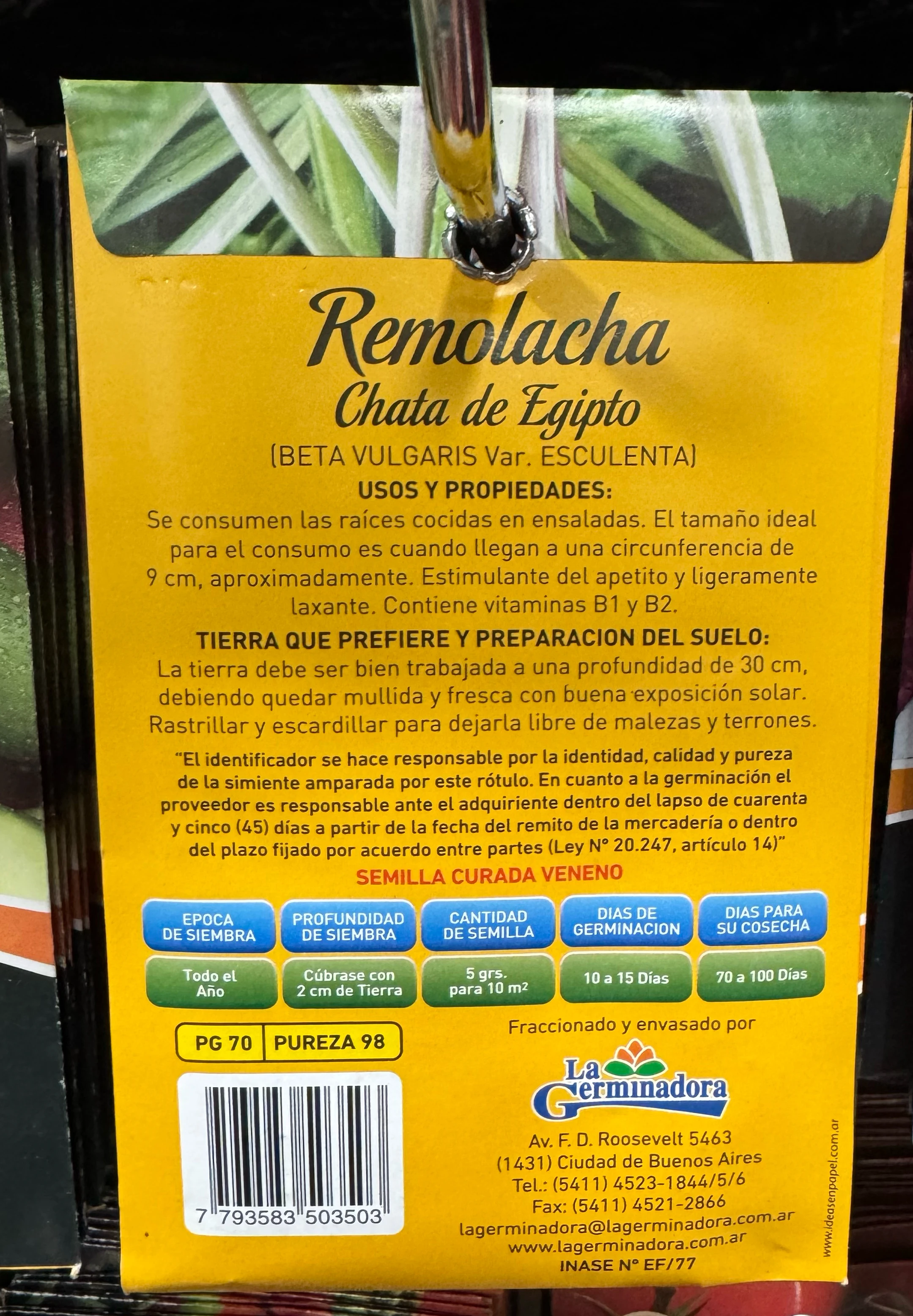 Remolacha chata de Egipto 2