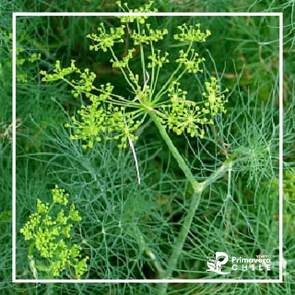 Semillas Eneldo Graveolens