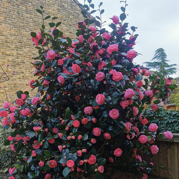 Camelias
