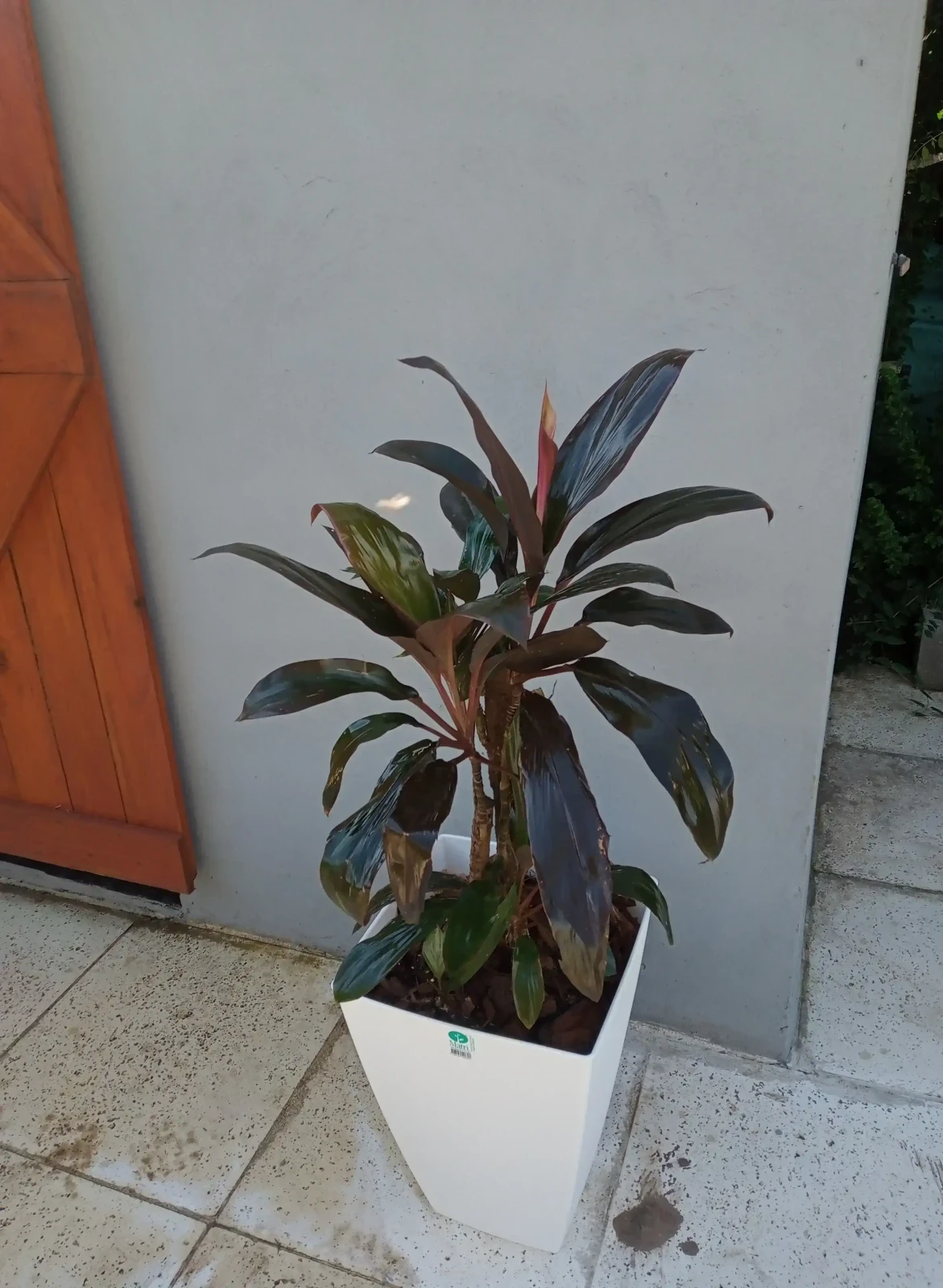 Dracena Rubra 2