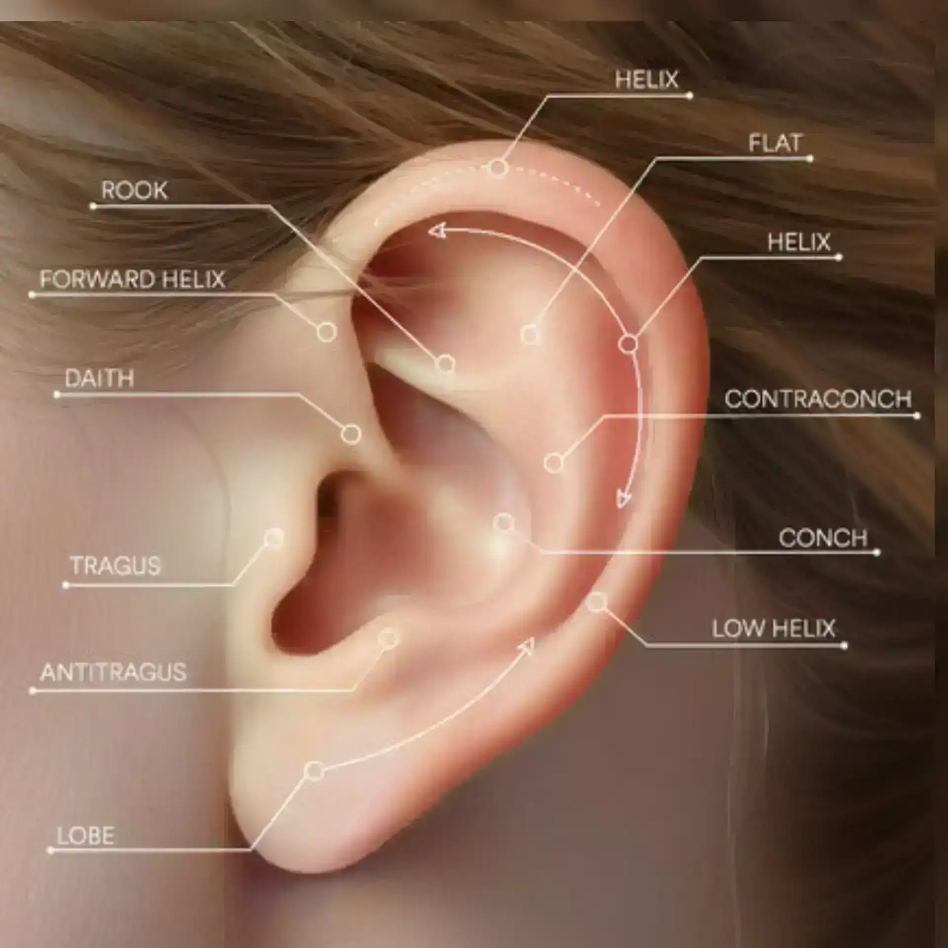 Joyerias diseño de corazón de Titanium , ideal para los Piercings ; Helix - Tragus -  Rook -  Daith ect  3