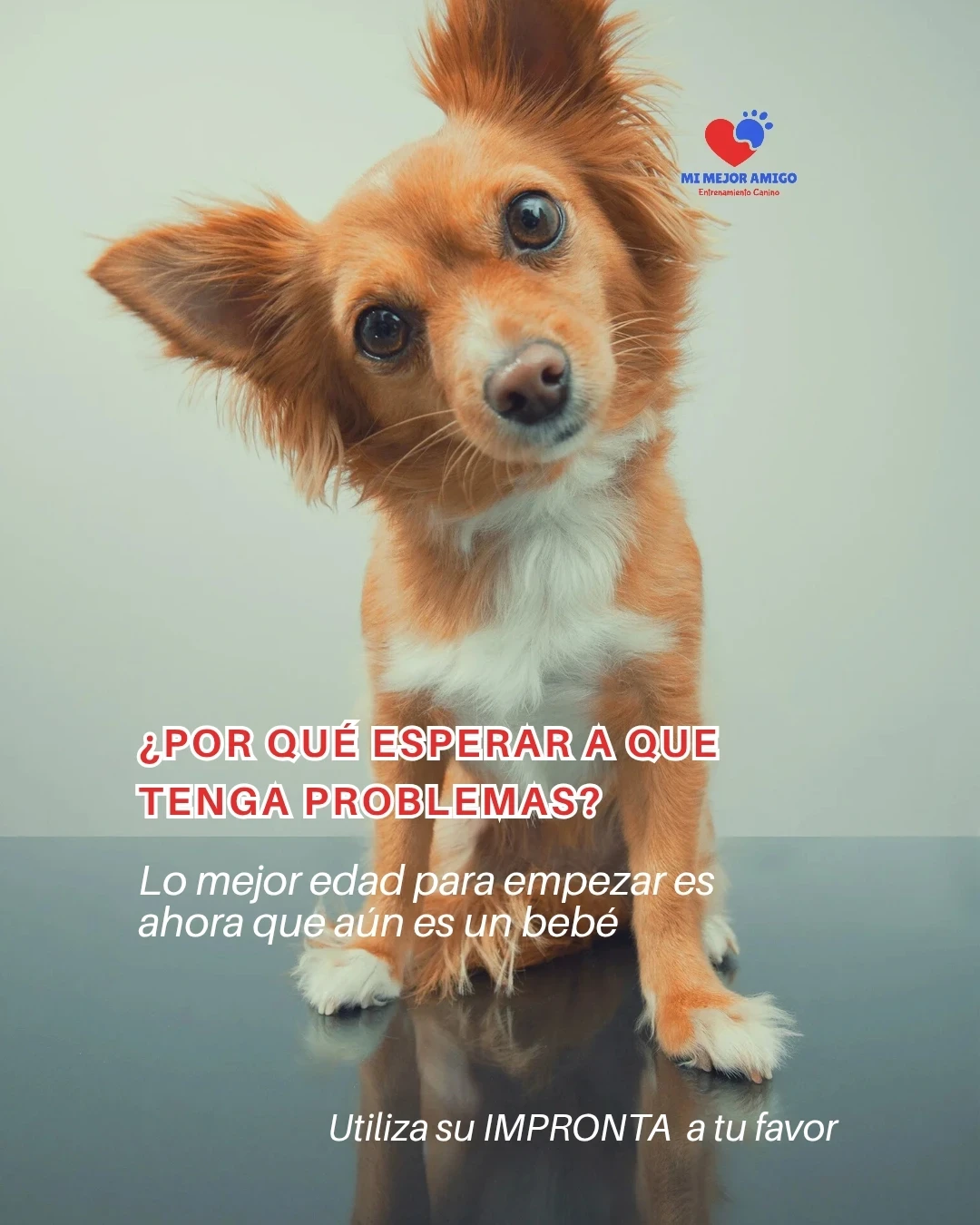 CURSO PARA CACHORROS 3