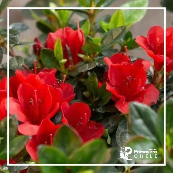 Azalea Ward's Ruby Simple Enana