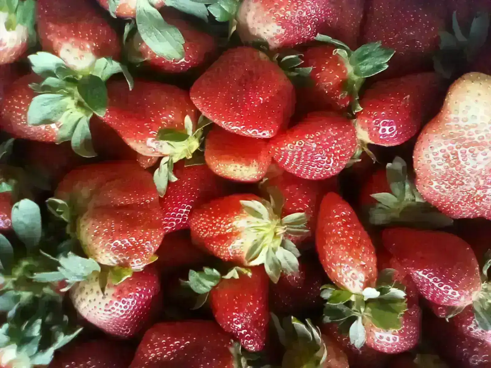 FRESAS/ PRIMERA 2