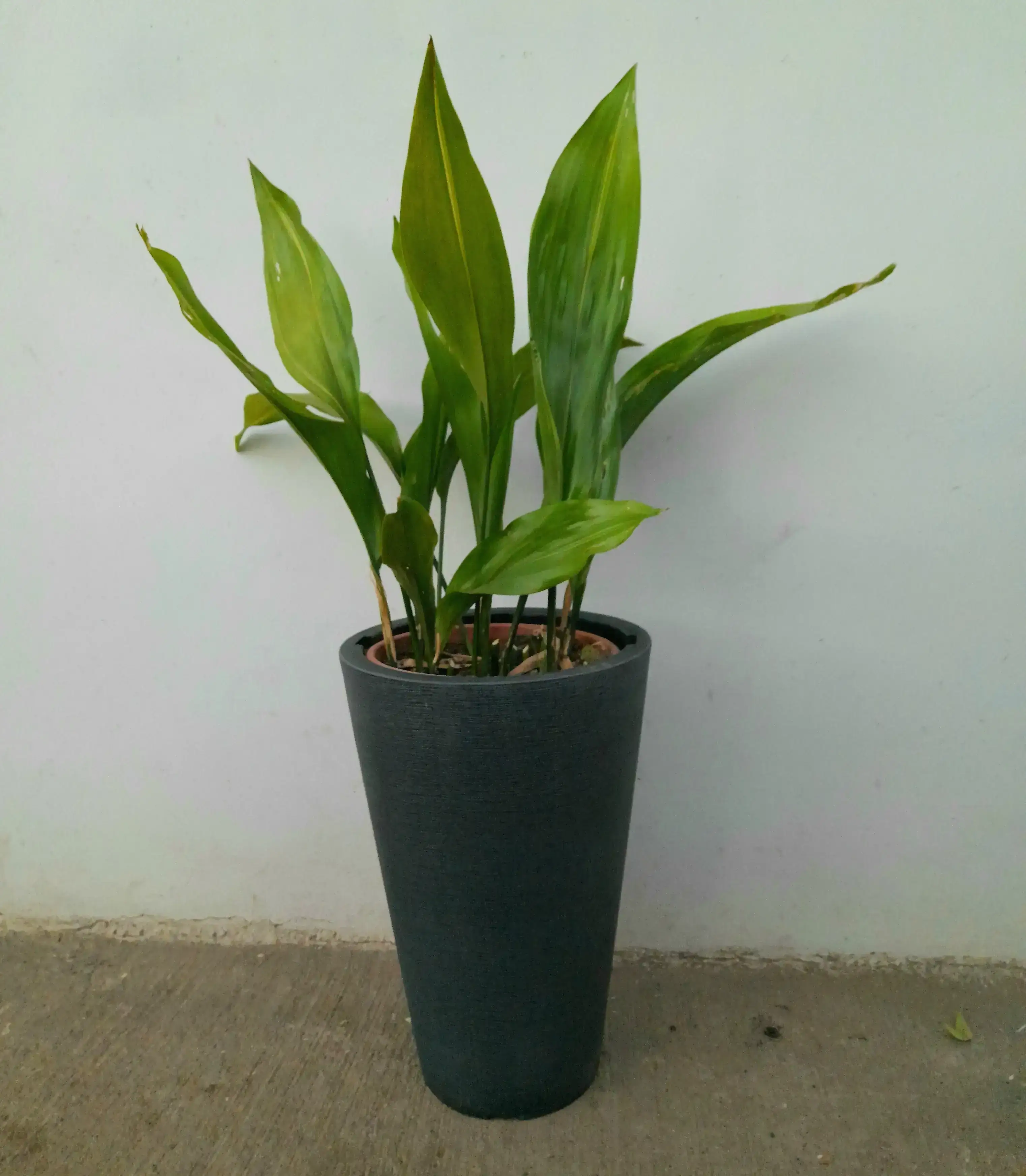 Aspidistra 2