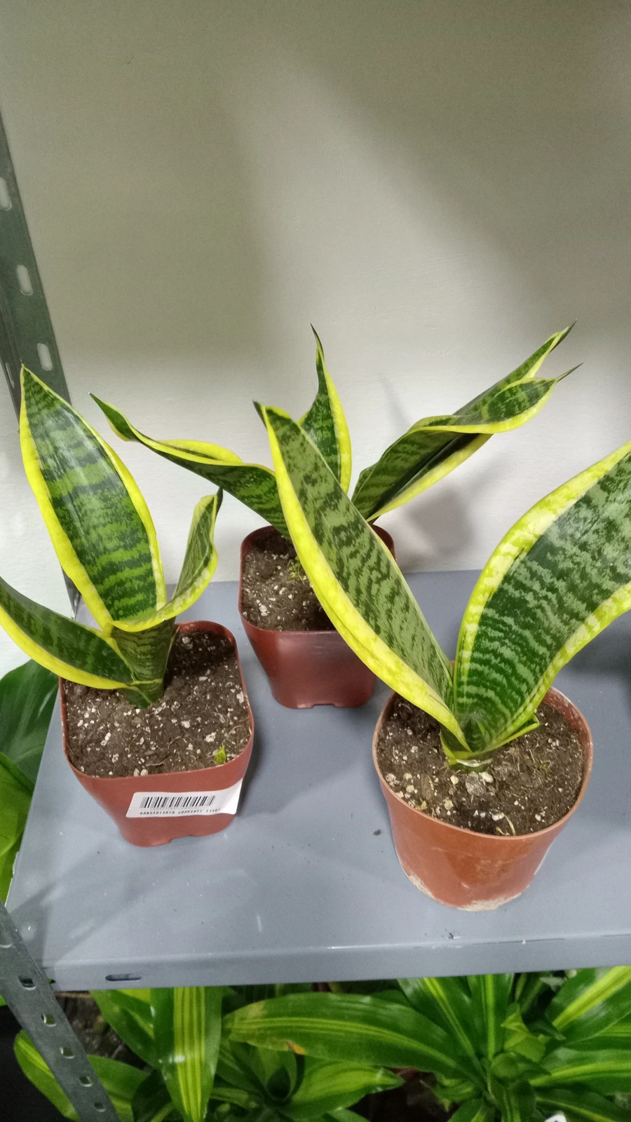 Lengua Sansevieria 3