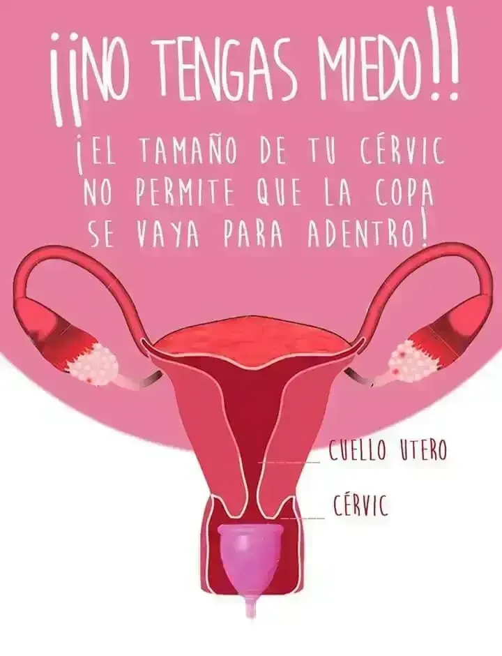 Copa menstruales  2