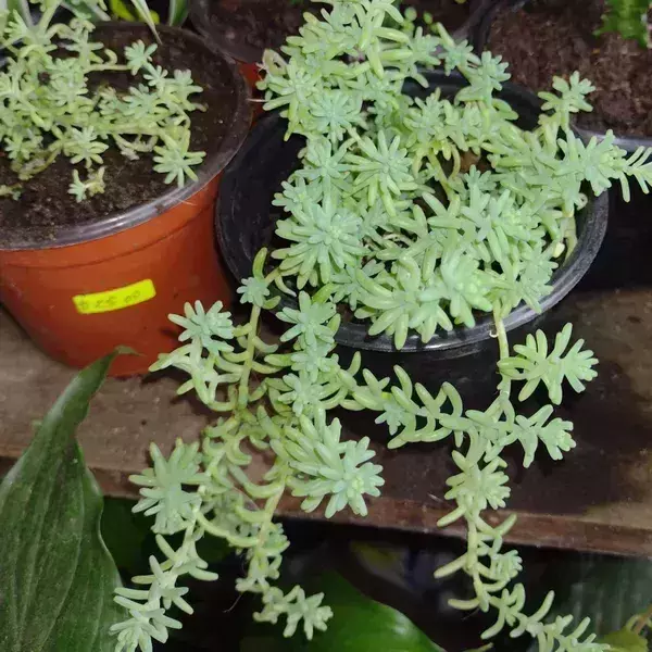 Suculenta sedum rupestre