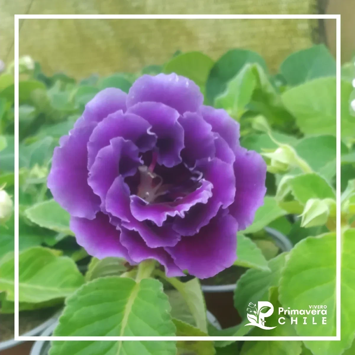 Gloxinia Brocade (Sinningia speciosa 'Brocade')&nbsp; 2