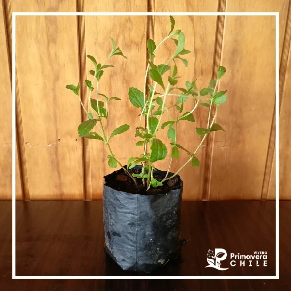 Stevia -"Stevia rebaudiana"