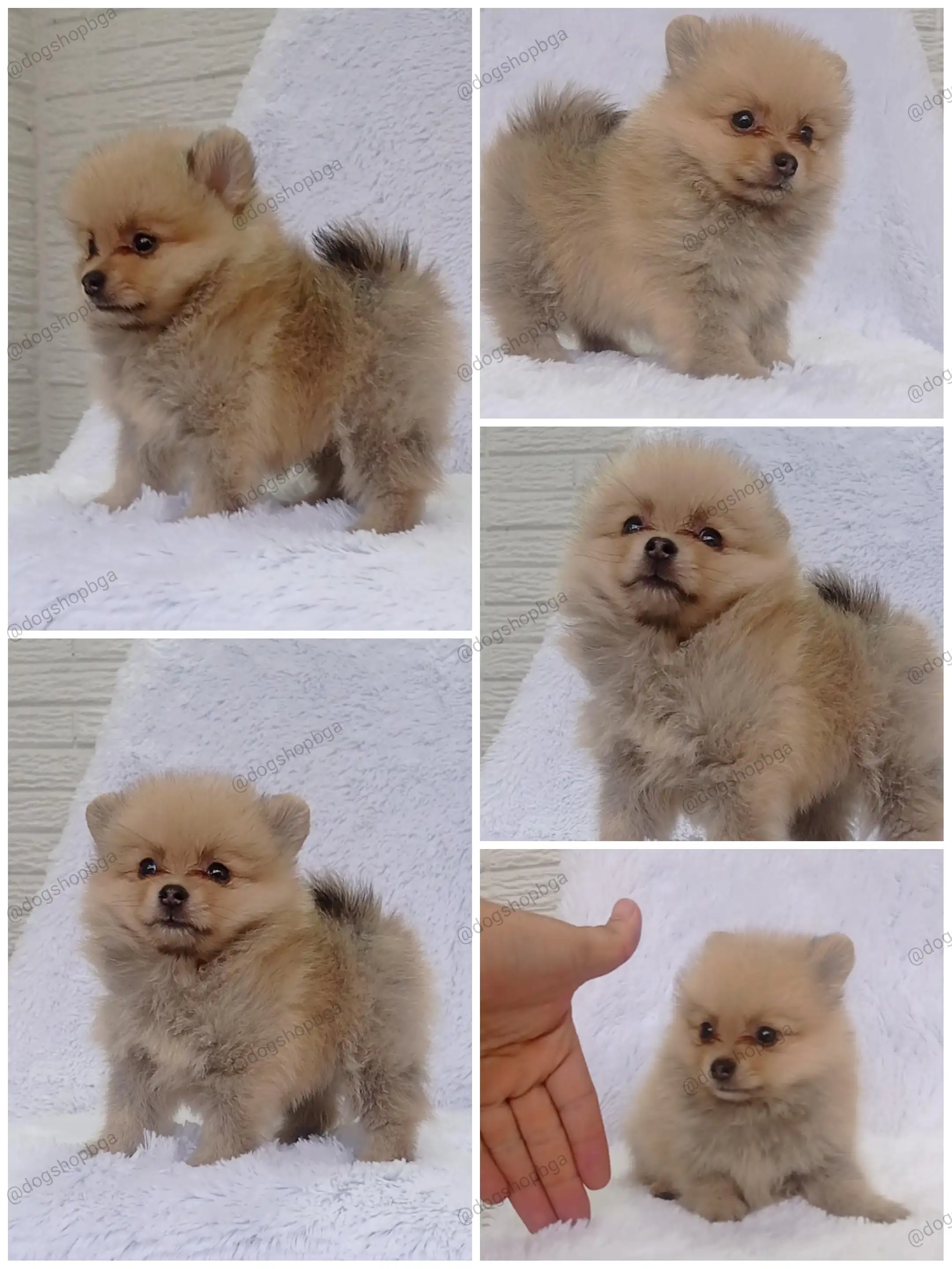 POMERANIA 🎀