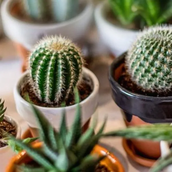 Cactus