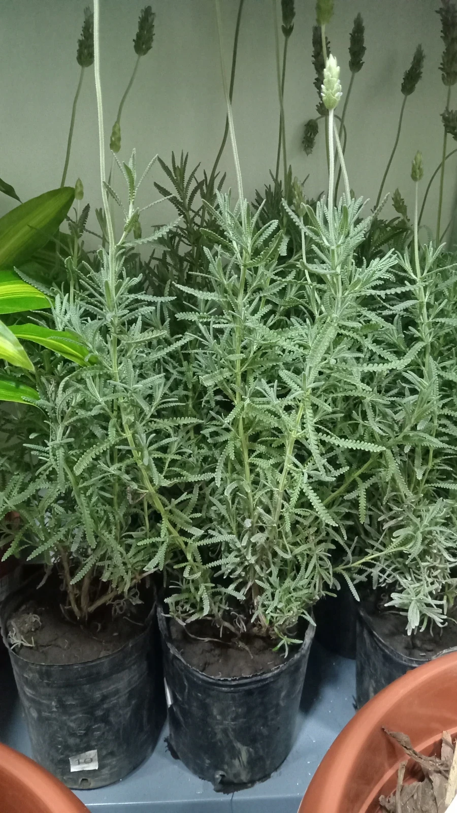 Lavanda  3