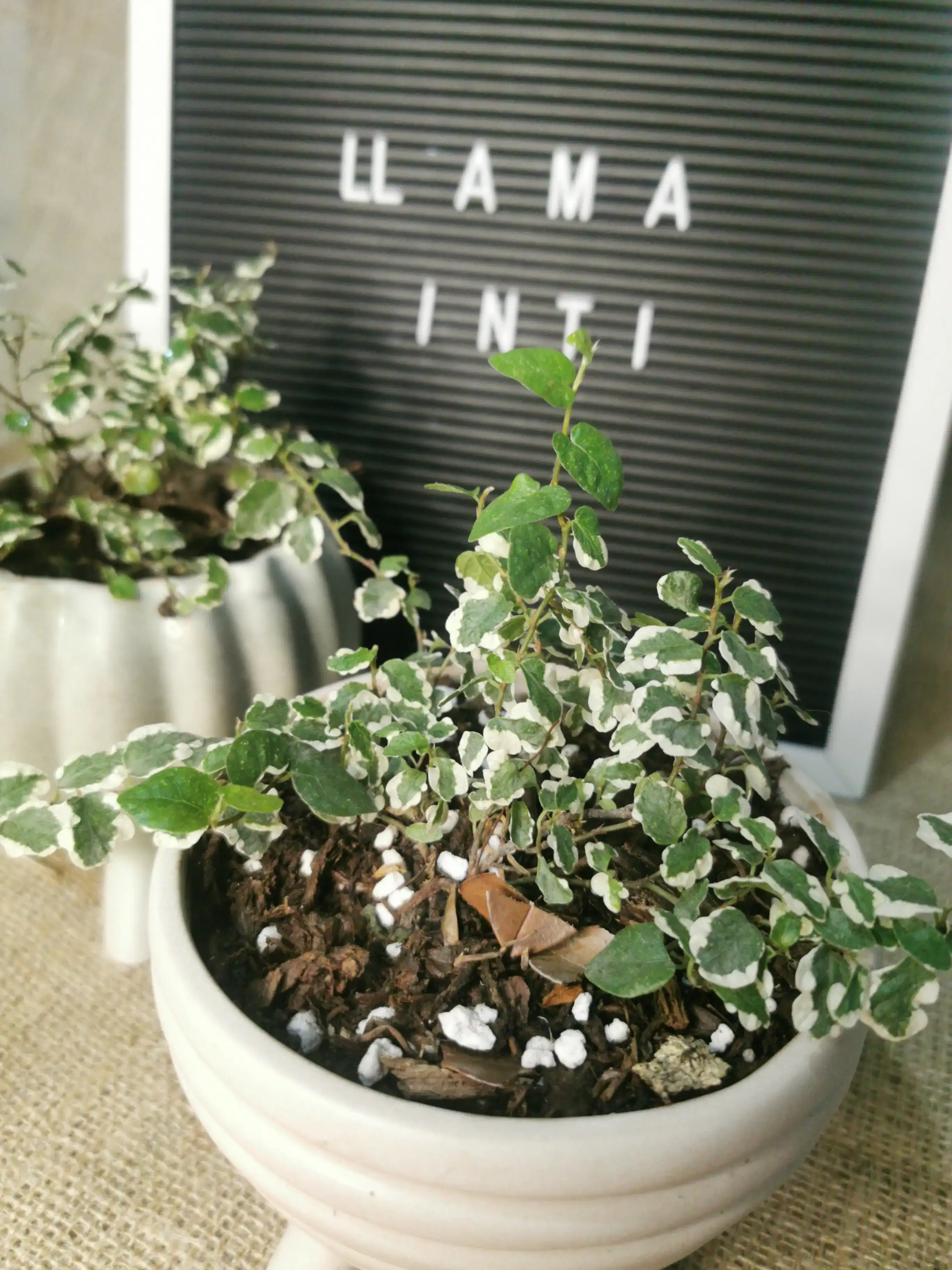 FICUS PUMILA (llama inti) 3