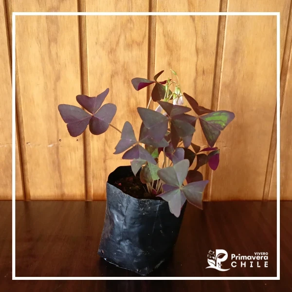 Trebol Morado Triangular - Oxalis triangularis 2
