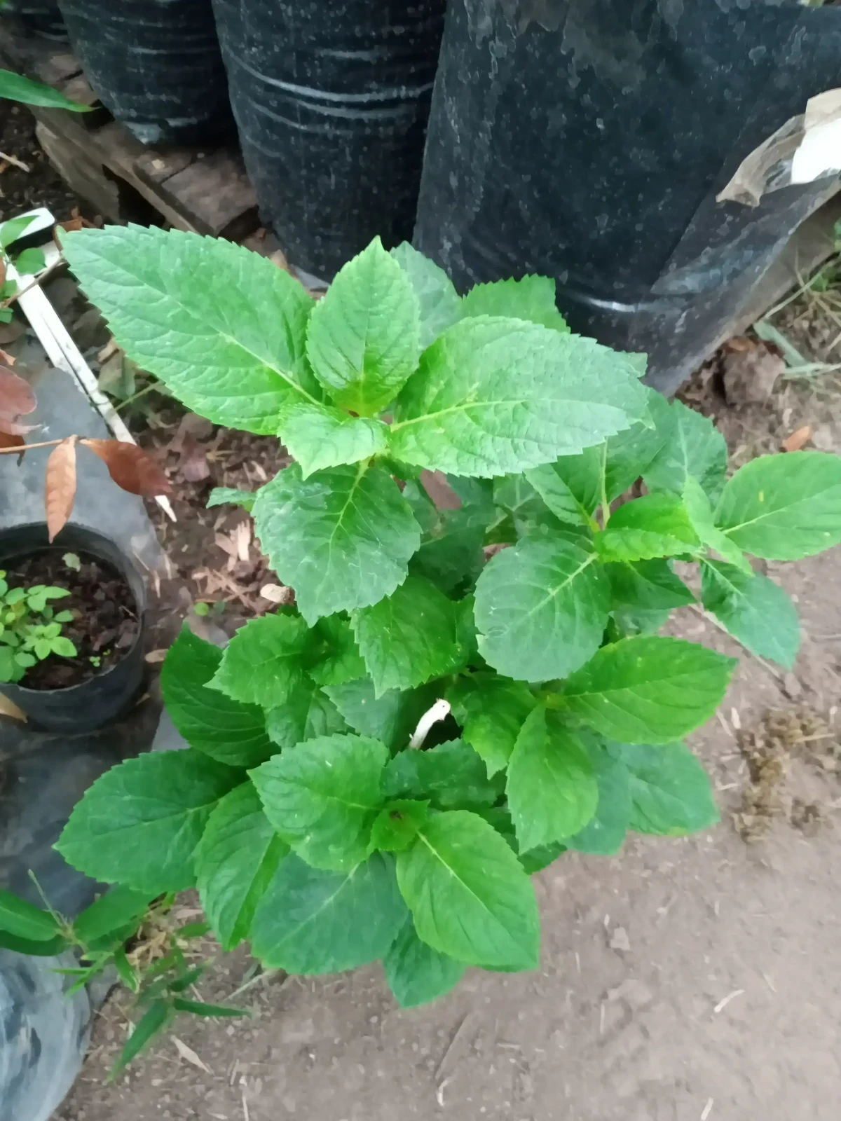 Jazmín Paraguayo  4
