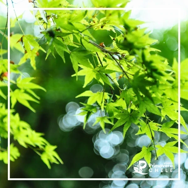 Acer Japónico