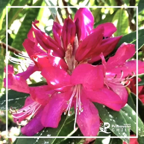 Rododendro Sandía 