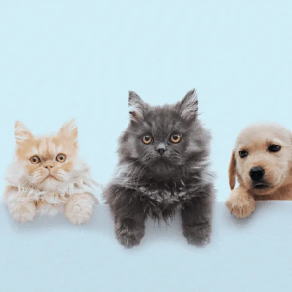 Accesorios para Perros