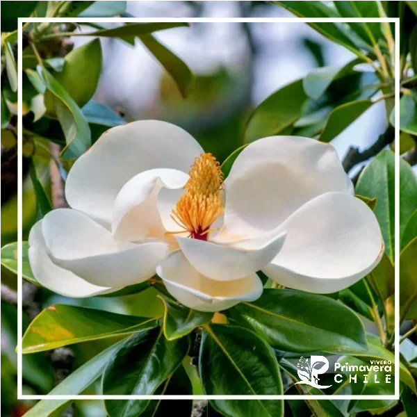 Magnolio Grandiflora Blanco