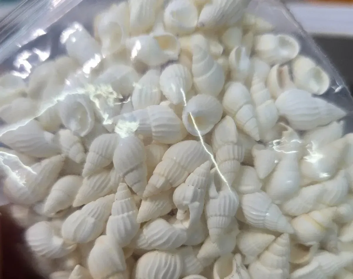 Conchitas Blancas 