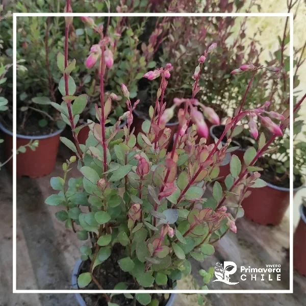 Kalanchoe Colgante / Kalanchoe Manginii
