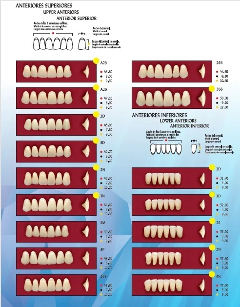 NEWCRYL TABLILLA DE DIENTES 2