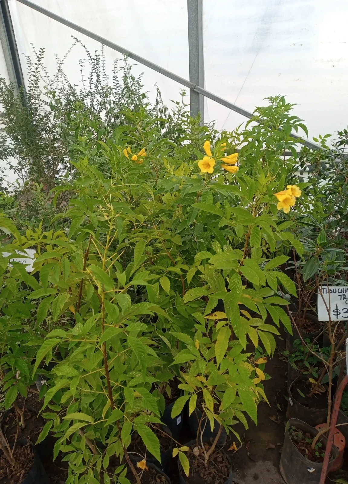 Guaran lapachillo amarillo  3