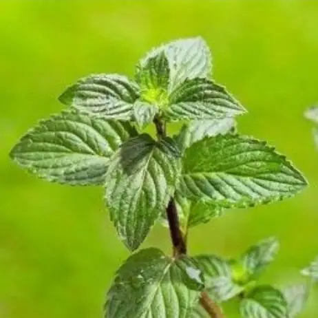 Menta 2